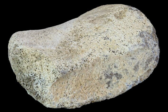 Hadrosaur Foot Bone - Alberta (Disposition #-) #100544